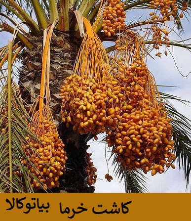 کاشت خرما در کیش و قشم