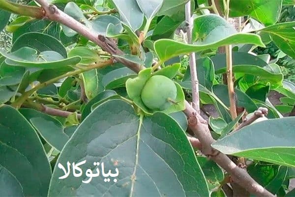 هرس حرفه ای درخت خرمالو