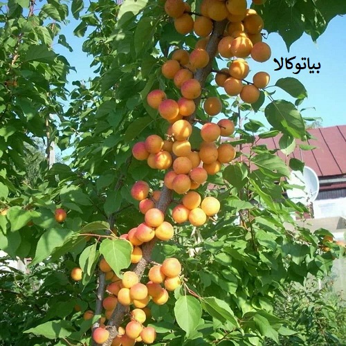 کشات درخت زردالو در مهشد