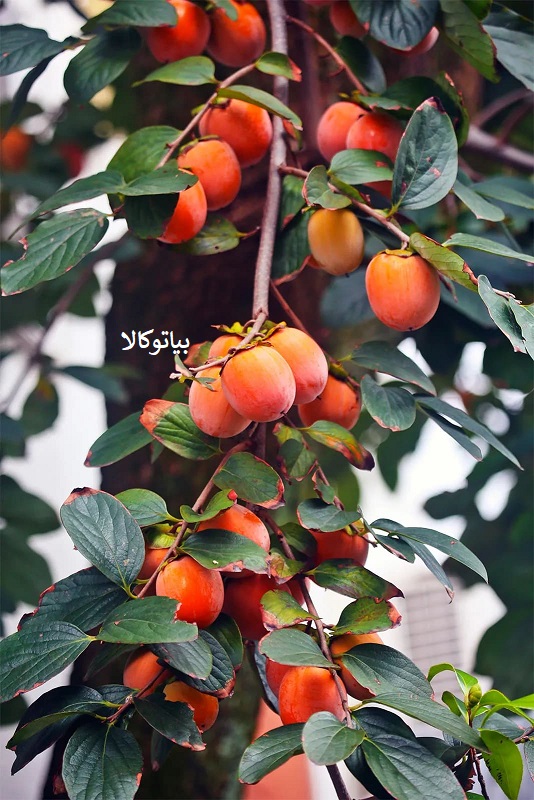 کشات درخت خرمالو در مشهد