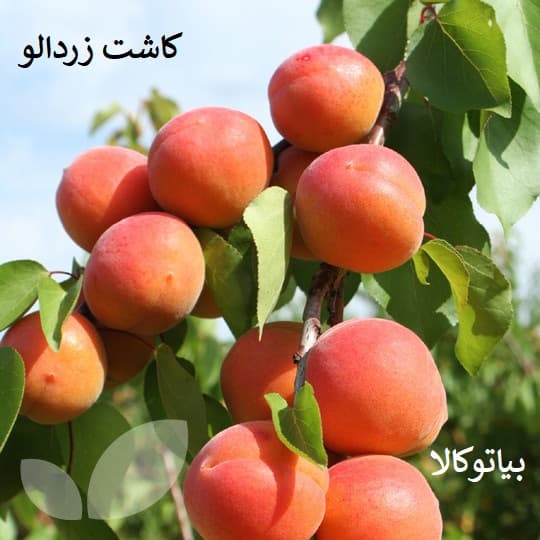 کاشت زردالو در میانه