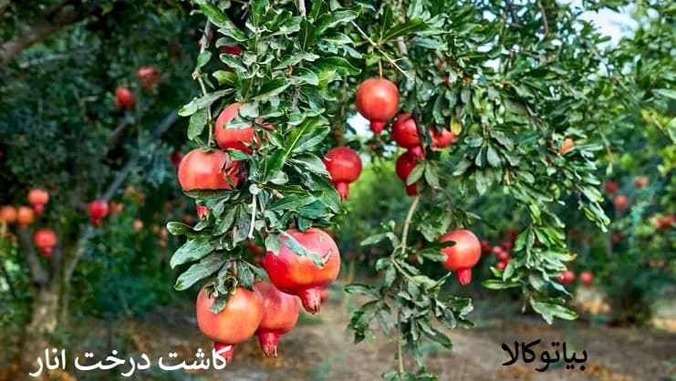 کاشت انار و انگور در میانه