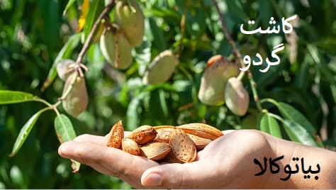 کاشت بادام با باردهی زیاد