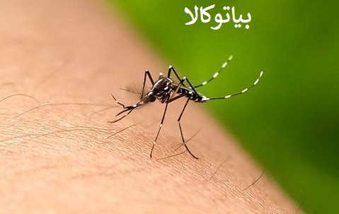 ریشه کنی پشه