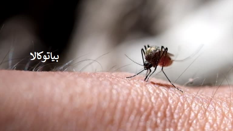 بهترین پشه کش المانی /تغذیه پشه از رگ 