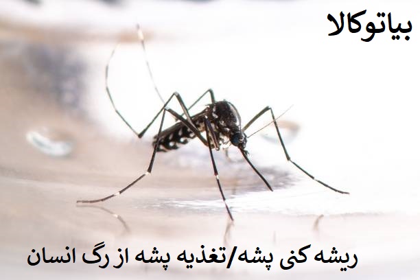 پشه کش المانی