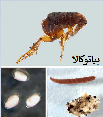 ریشه کنی کک و تخم کک