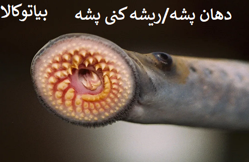 دهان پشه/ریشه کنی پشه و تخم پشه