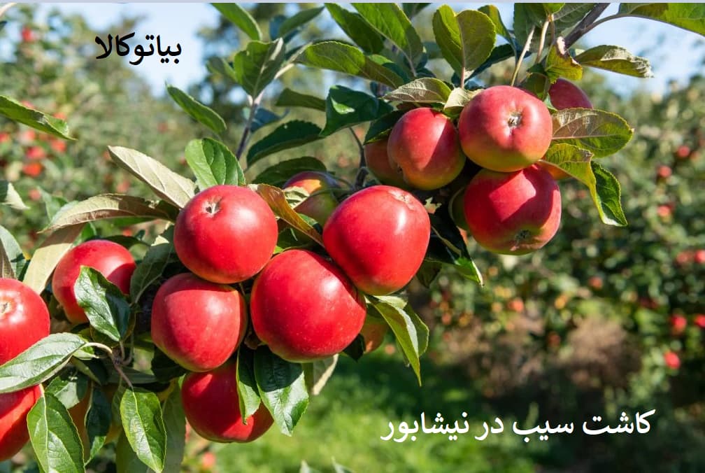 کاشت سیب در نیشابور