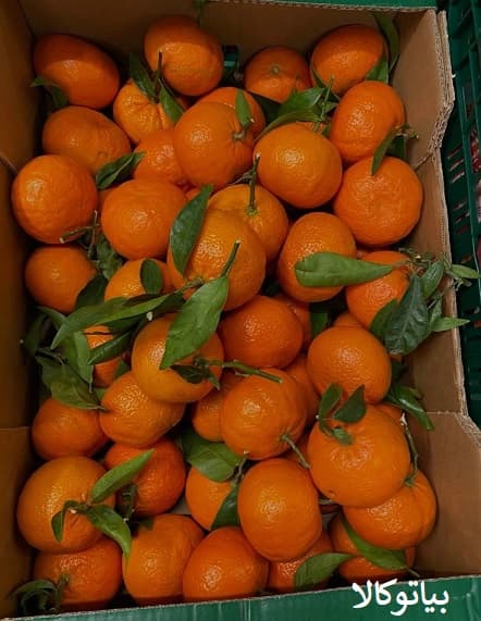 افات پرتقال و سم مخصوص برای افات