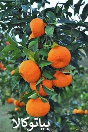 نهال پرتقال و نارنگی و افزایش باردهی