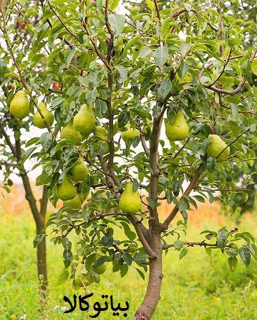 افزایش باردهی گلابی