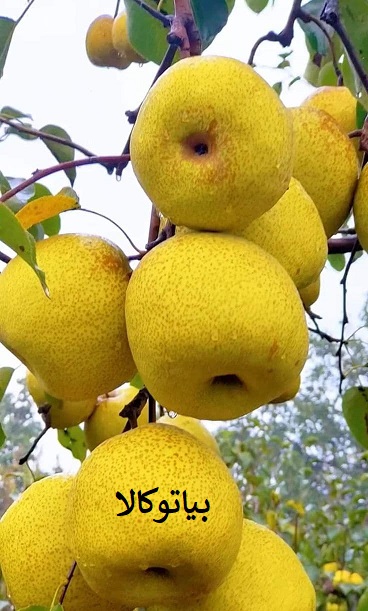 انتخاب نهال گلابی به صورت حرفه ای با نهال اصلاح شده