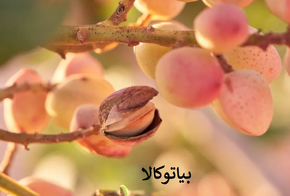 همه چیز درمورد پیوند پسته