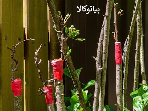 پیوند پسته
