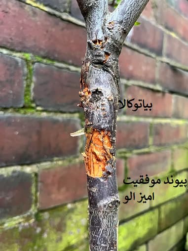 پیوند درخت آلو