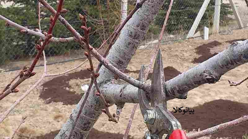 هرس درخت آۀوچه برای باردهی بیشتر