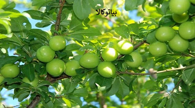هرس حرفه ای درخت آلوچه