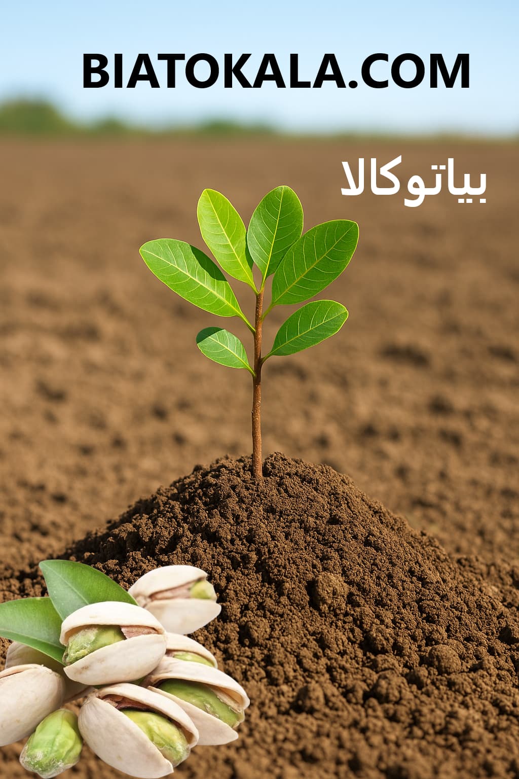 خاک مناسب برای کاشت نهال پسته