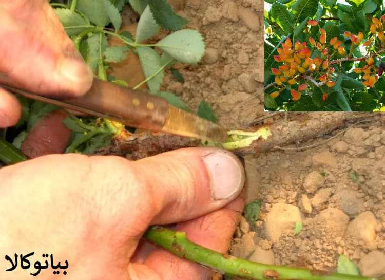پیوند مرحله به مرحله پسته