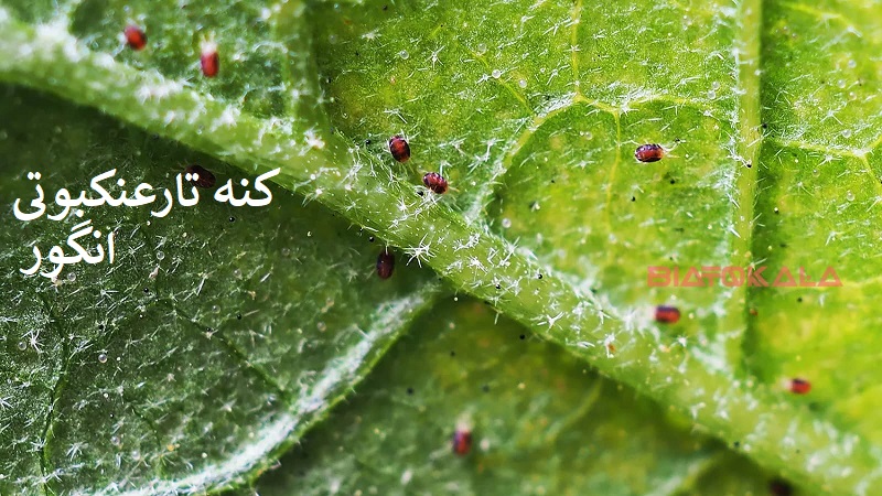 کنه برگ انگور