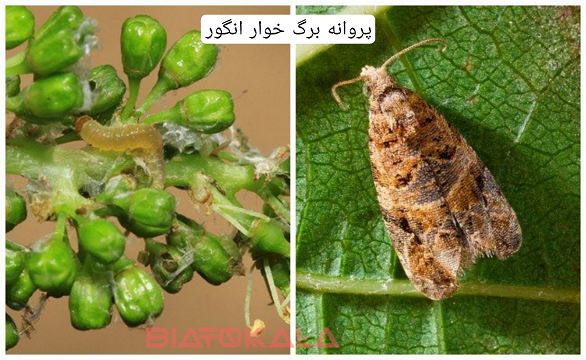 پروانه برگ خوار انگور