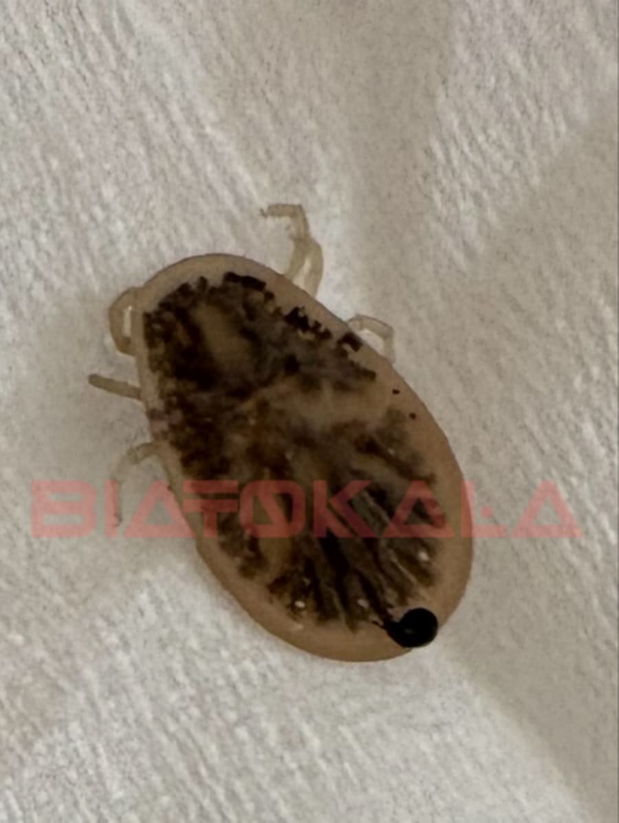 عکس کنه کبوتری 