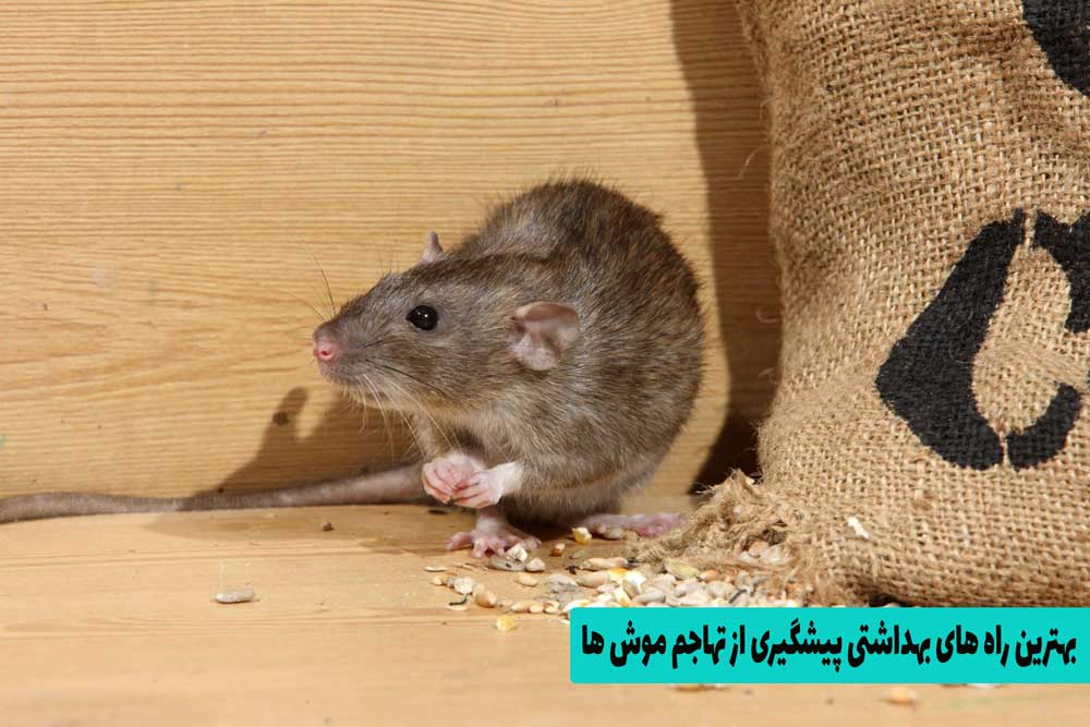 بهترین راه های بهداشتی پیشگیری از تهاجم موش ها