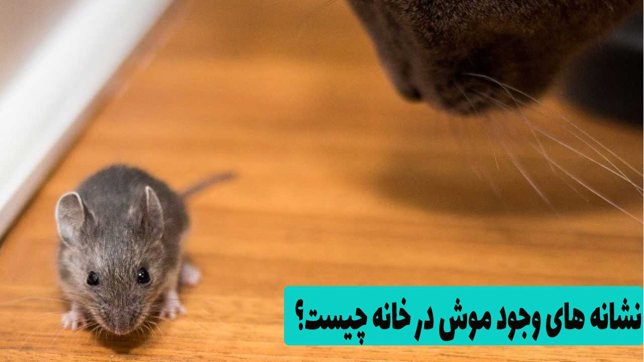 نشانه های وجود موش در خانه چیست؟