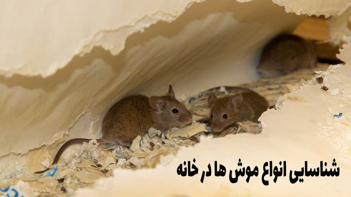 شناسایی انواع موش ها در خانه