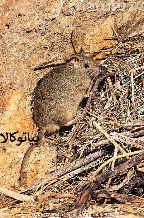 ریشه کنی موش از دامداری ها