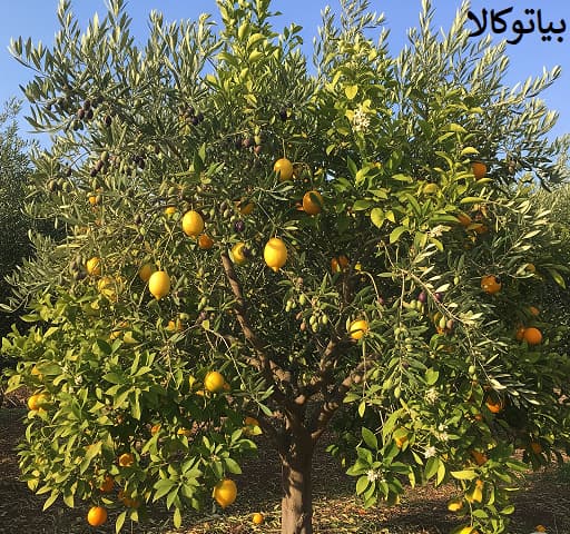 درخت های غیرقابل کاشت در سنندج