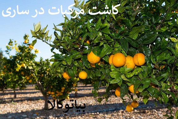 کاشت درخت و نهال در ساری