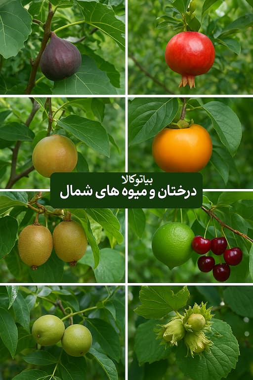 میوه های قابل کاشت در شمال