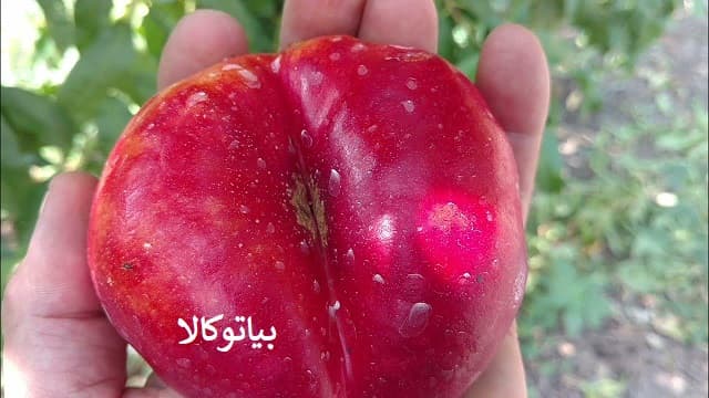 هرس درخت شلیل انجیری / باردهی بیشتر