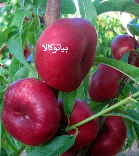 هرس درخت شلیل حرفه ای