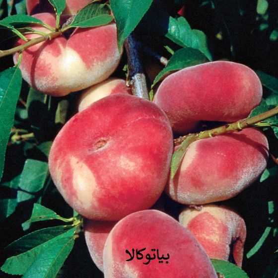 هرس درخت هلو انجیری(گام به گام)