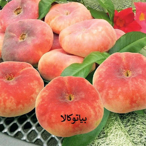 هرس درخت هلو انجیری