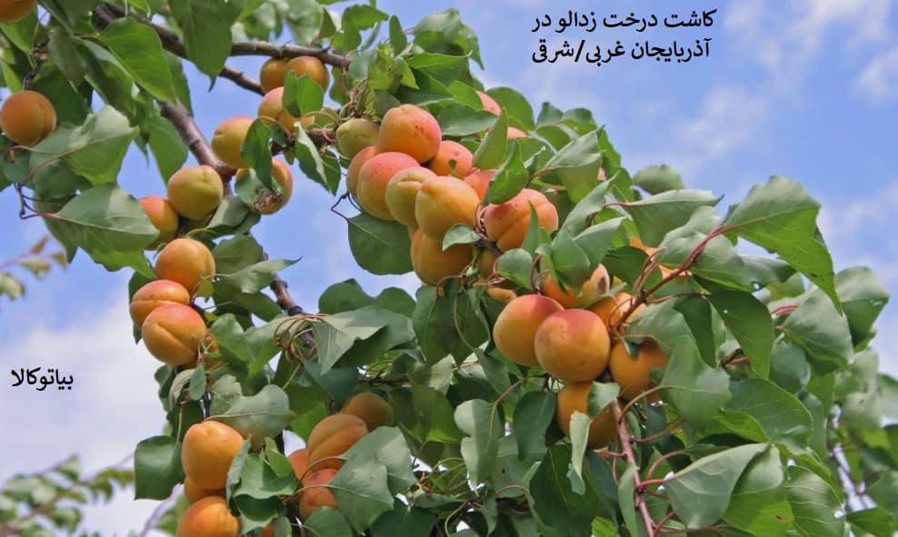 کاشت درخت زردالو