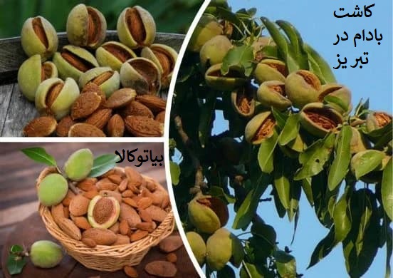 کاشت بادام