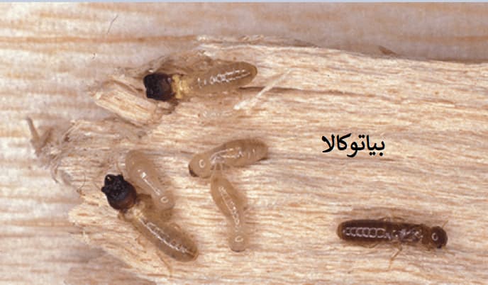 ریشه کنی موریانه 