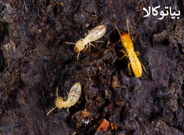 بهترین موریانه ترمیدور المانی