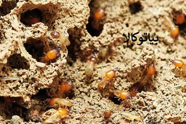 موریانه کش المانی