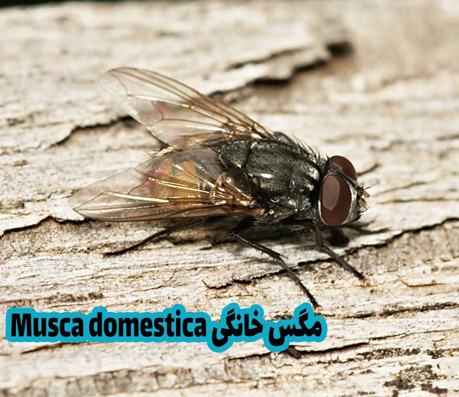مگس خانگی Musca domestica