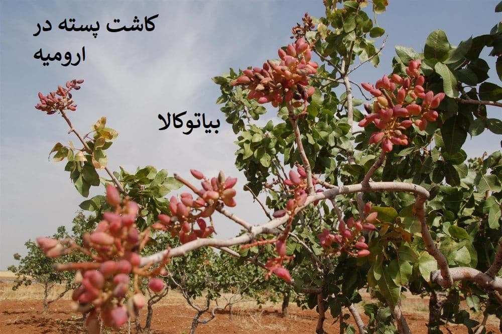 کاشت درخت پسته / همه مراحل