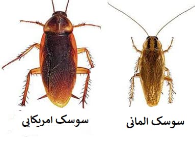 تفاوت سوسک المانی با امریکایی