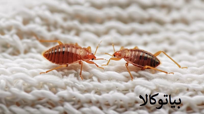 ریشه کنی ساس در تبریز