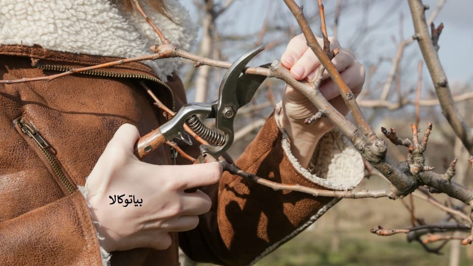 هرس درخت زردالو (فوت وفن)
