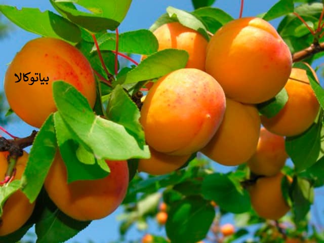 هرس زردالو برای افزایش باردهی