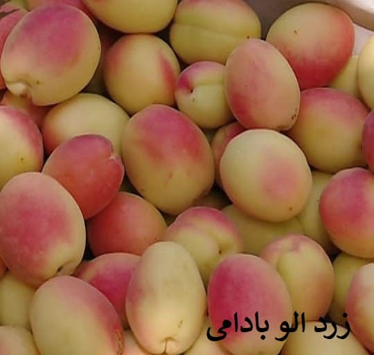 زردالو بادامی